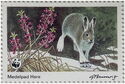 Mountain Hare (Lepus timidus), Medelpad